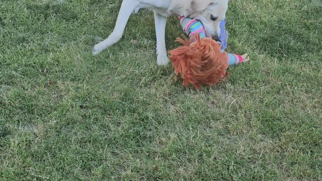 Dog Saves The Neighborhood From Evil Dolls