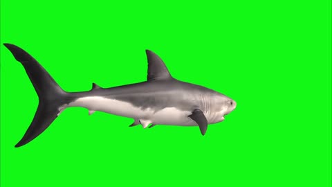 Hai White Shark Animal Isolated 360° Rotation