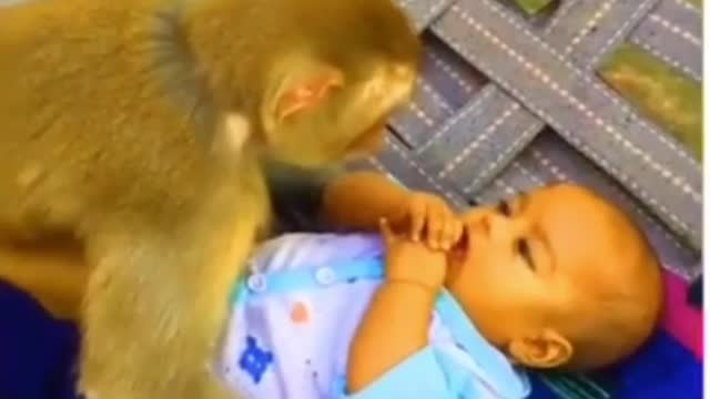 Monkey baby taking care of baby