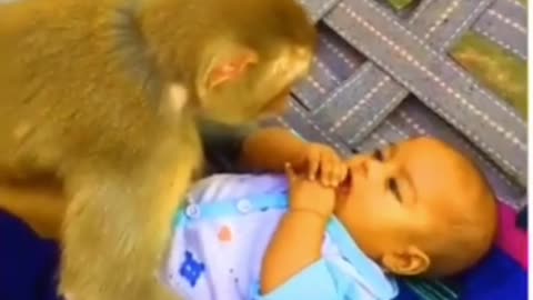 Monkey baby taking care of baby