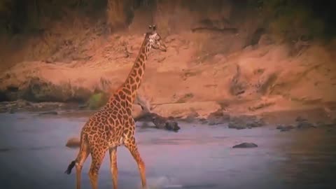 Crocodile cruelty pounces on giraffes