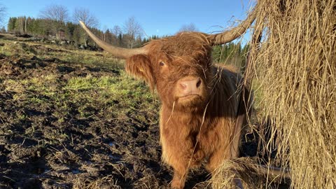 Short Highland Cattle cow timelapse