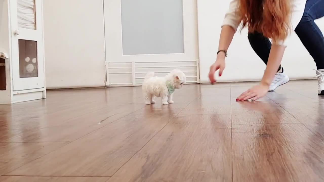 Maltese with the world's smallest and largest eyes lovely puppy