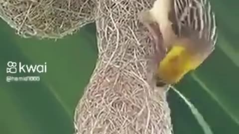 Creating house beautiful bird