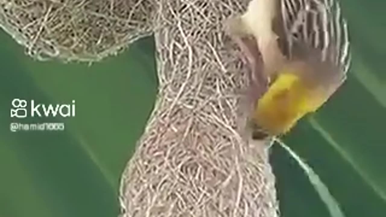 Creating house beautiful bird