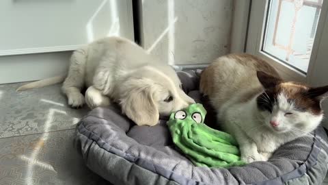 When the Cat Steals the Poor Puppy's Bed