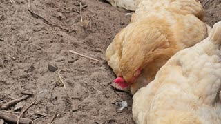 OMC! Three little pigs in the dirt playing! - Oh wait, those are actually chickens! #shorts #pigs