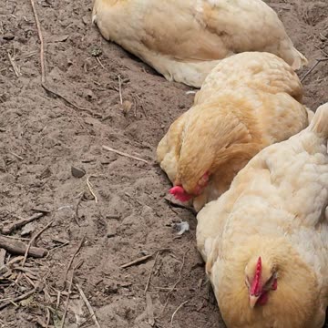 OMC! Three little pigs in the dirt playing! - Oh wait, those are actually chickens! #shorts #pigs