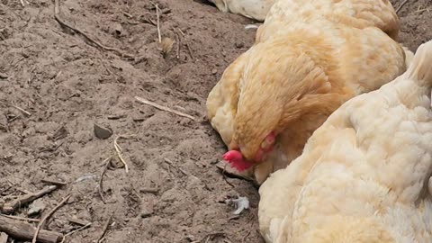 OMC! Three little pigs in the dirt playing! - Oh wait, those are actually chickens! #shorts #pigs