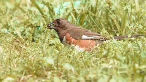 A Close Up Shot of a Cardinal