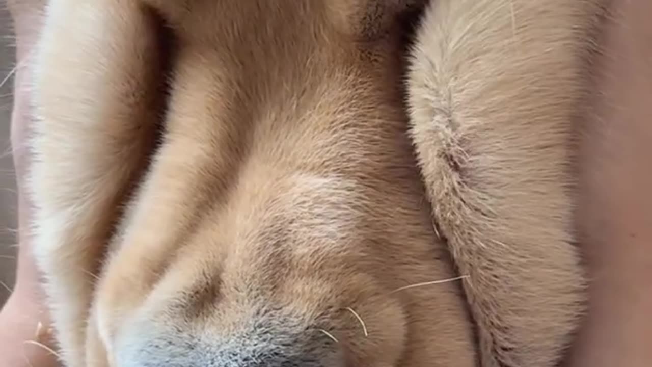 Meet the adorable squishy golden retriever, the fluffiest bundle of joy!