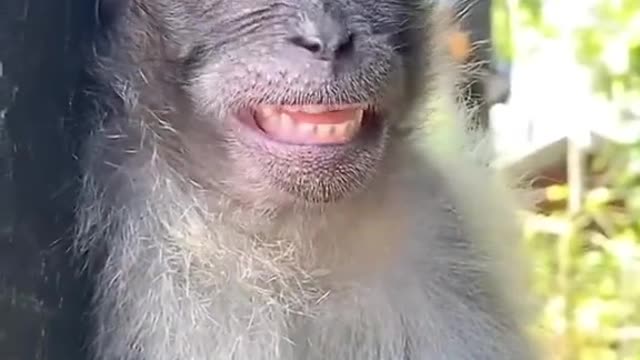 Monkey business: Smiling one minute, snoozing the next!