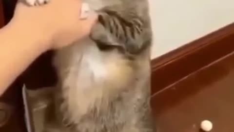 Funny cats vedio|fail random| shorts vedio #funy cats vedio #