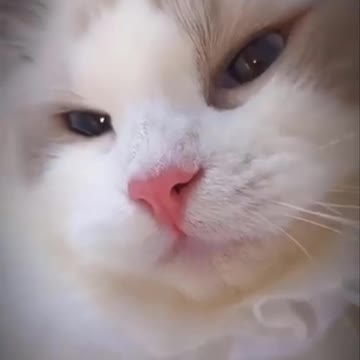 Cute kitten dressed as a princess