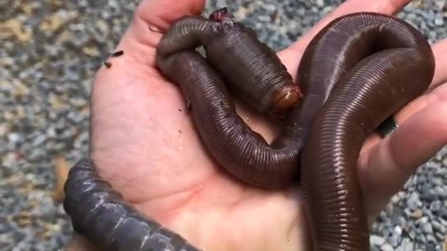 Earthworm in Brazil