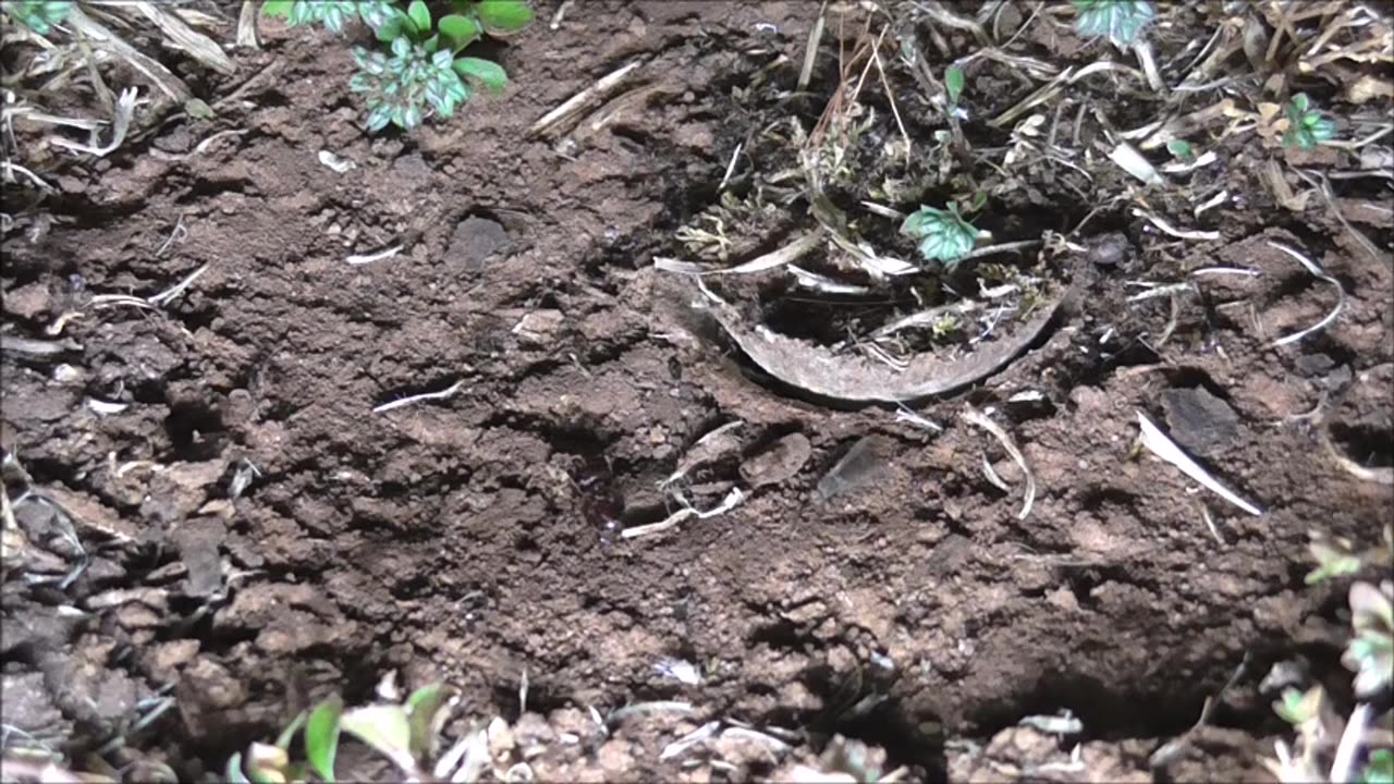 Trapdoor Spider Loves Flies