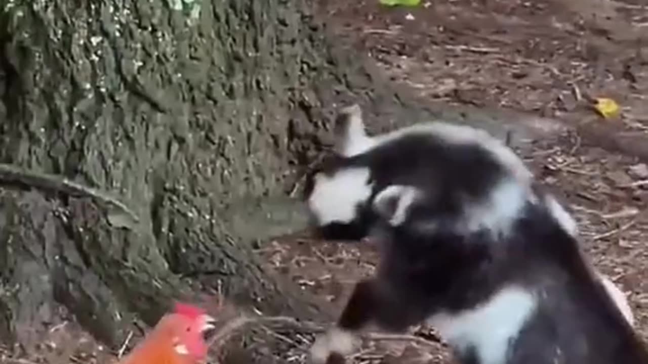 Funny video