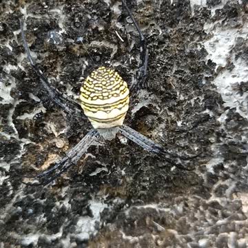 Banded Garden Looking for a place to tie a net