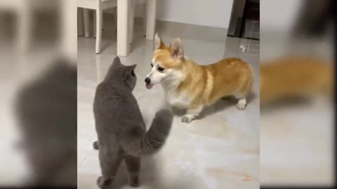 Baby Dogs - Cute and Funny Dog Videos Compilation