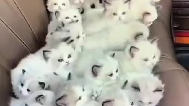 Cute little kitten inside the car