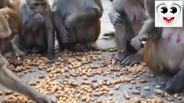 #hungry monkey and peanuts #Monkey love with peanuts/ very interesting moments we see