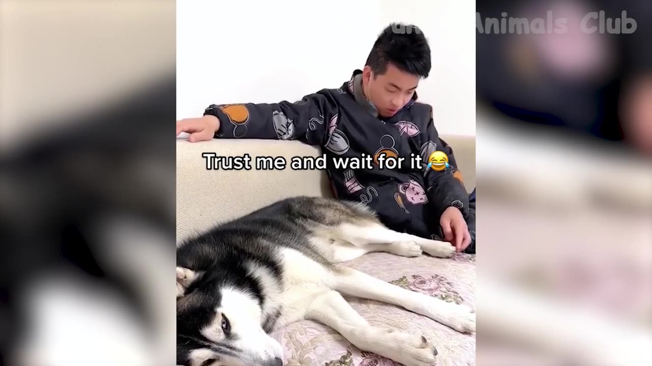 Funniest Animal Videos😂 - Best Cats😹 and Dogs🐶 Videos 2023!
