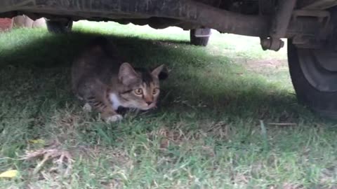 Cat First time playing in grass