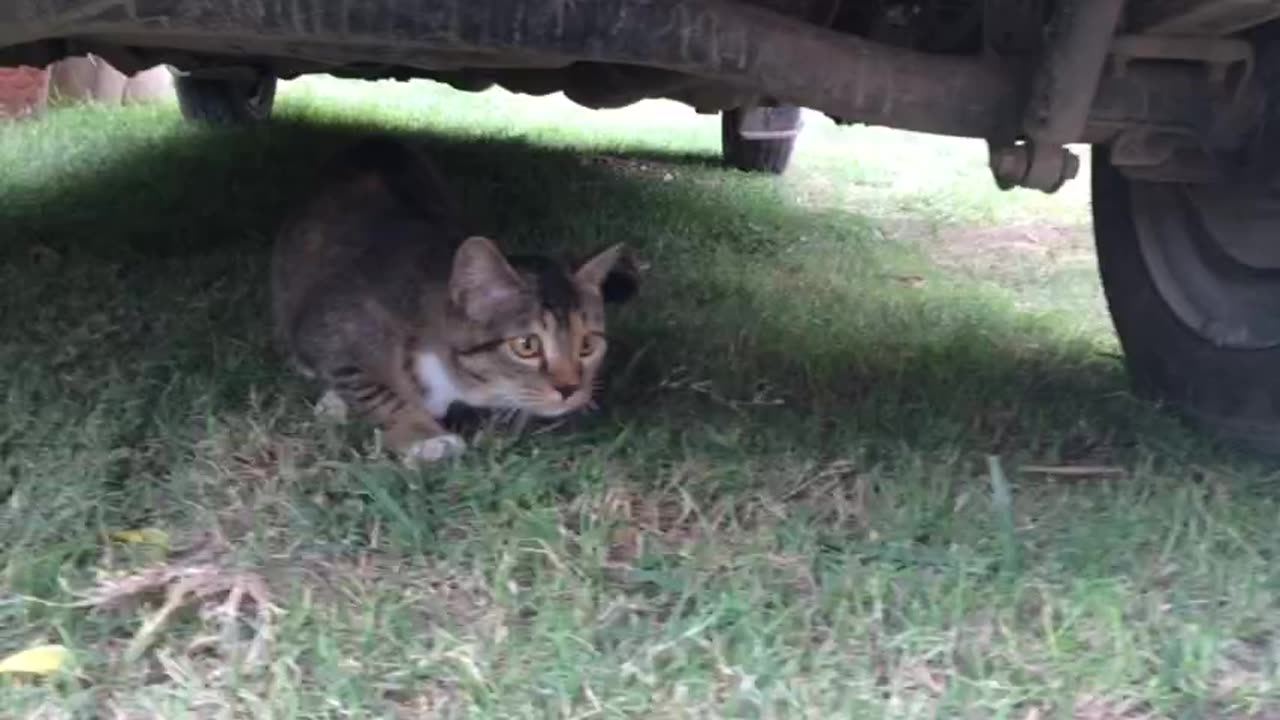 Cat First time playing in grass