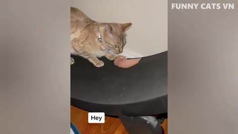 Best funny animals 2022- funnest cats and doy videos