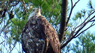 Juvenile Bald Eagle