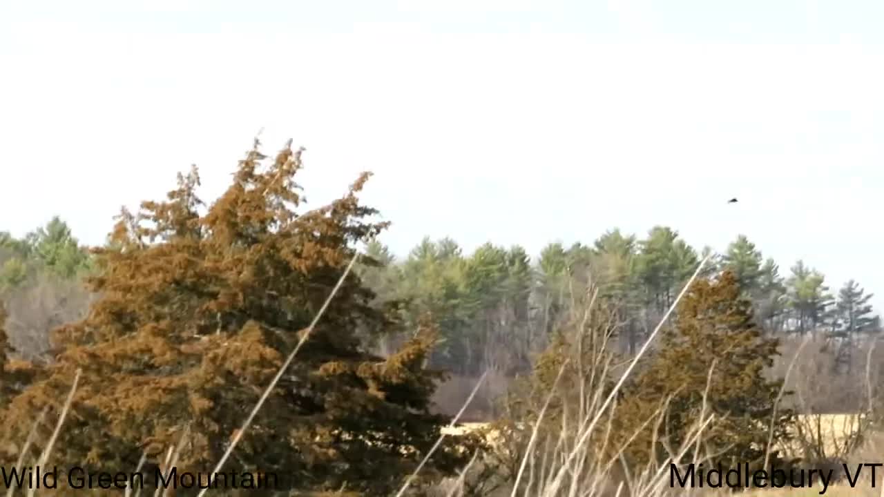 Harrier Chasing Crow - Middlebury VT