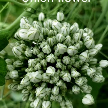 Fresh Vegetables in a Summer Garden 2023