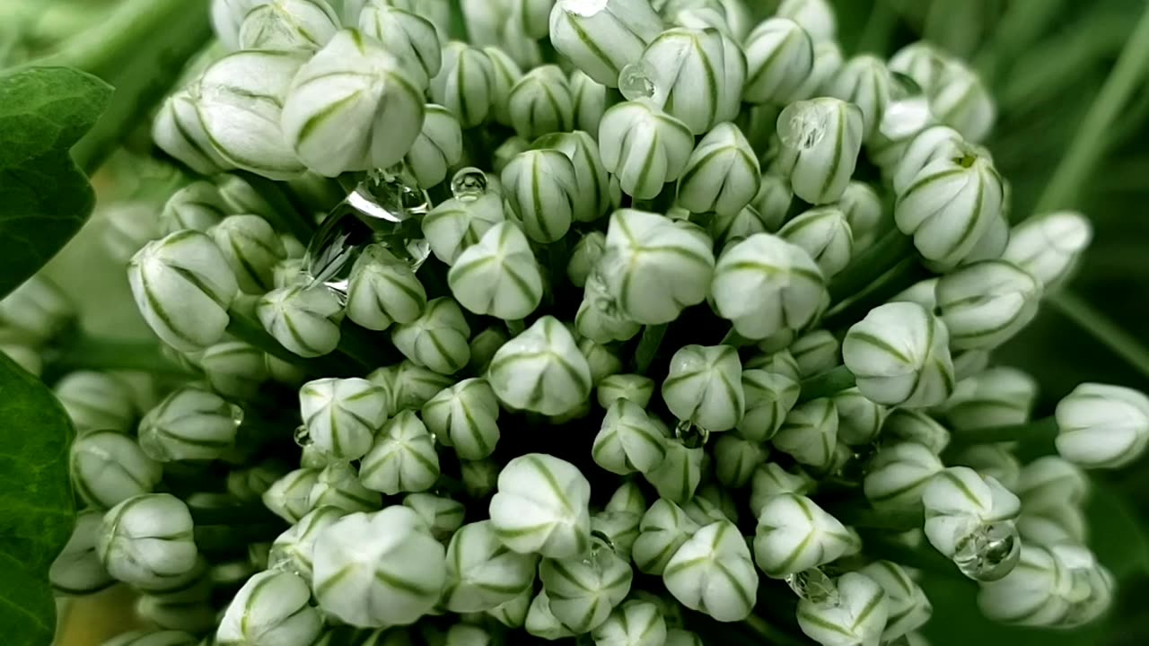 Fresh Vegetables in a Summer Garden 2023