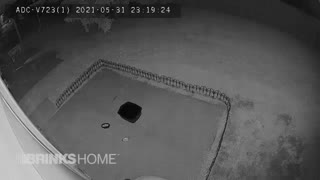 Butterfly appear in back door Camera