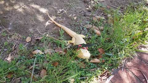 Bearded Dragon heard sound of plane overhead | Cute Animal/Pet/lizard