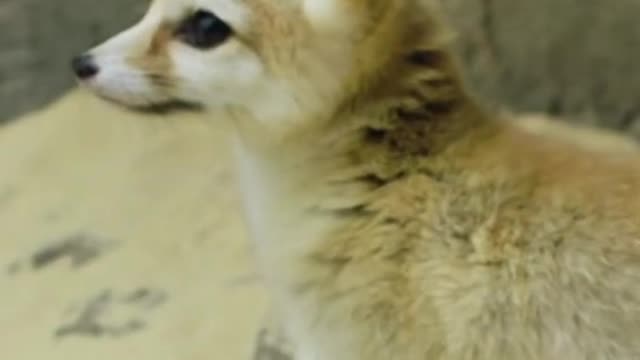 The smallest Fox in the World