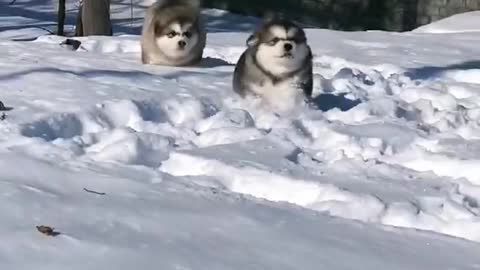 Funniest and Cutest Puppies