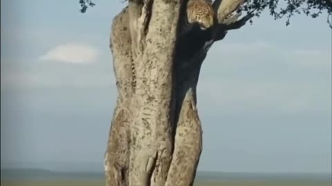 Climb high to see the prey