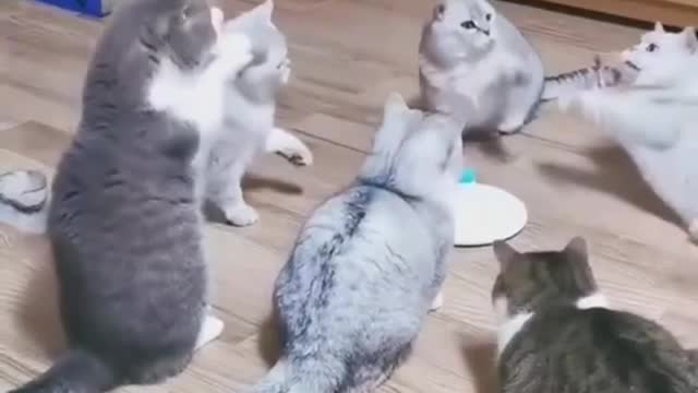 How's Toy Flying Around the Cute Cats | Funny Cat Video