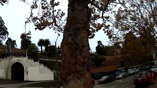 Beautiful Birds on a rainy day in San Francisco