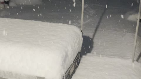 Husky Goes Headfirst Into First Snow