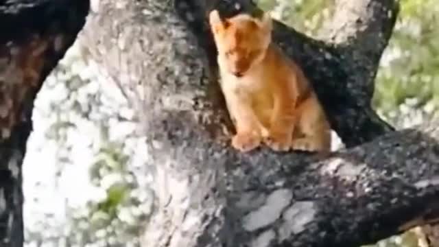 It's in the tree