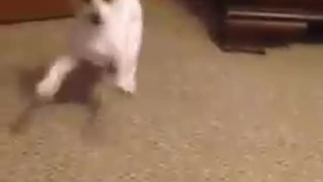 Chihuahua Dancing!