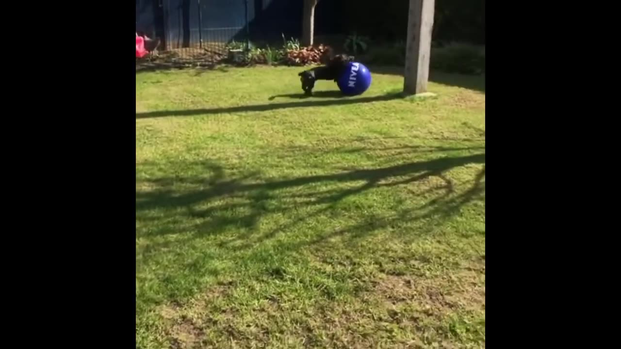FR - oh this funny dogs are lovely