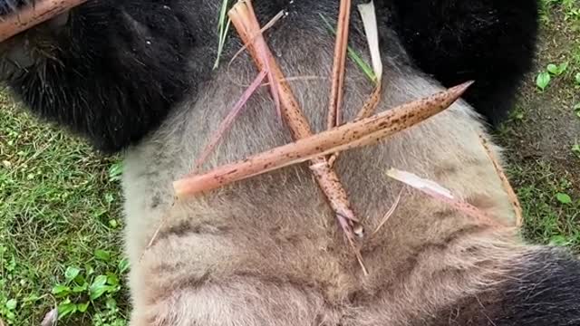 Pandas eat bamboo shoots