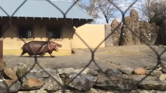 When sea world killer whates hunt birds video
