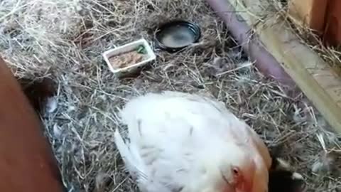 Amanda Grace Talks..OPERATION EXPANSION TO ACCOMODATE NEW BIRTH!!!