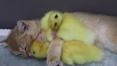 The kitten hugs the duckling to sleep. Fear of duckling missing