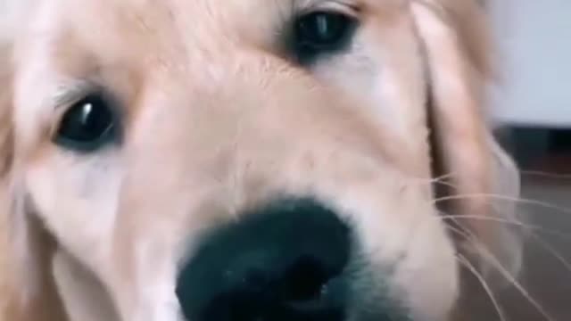 funny animals funny cats funny dogs