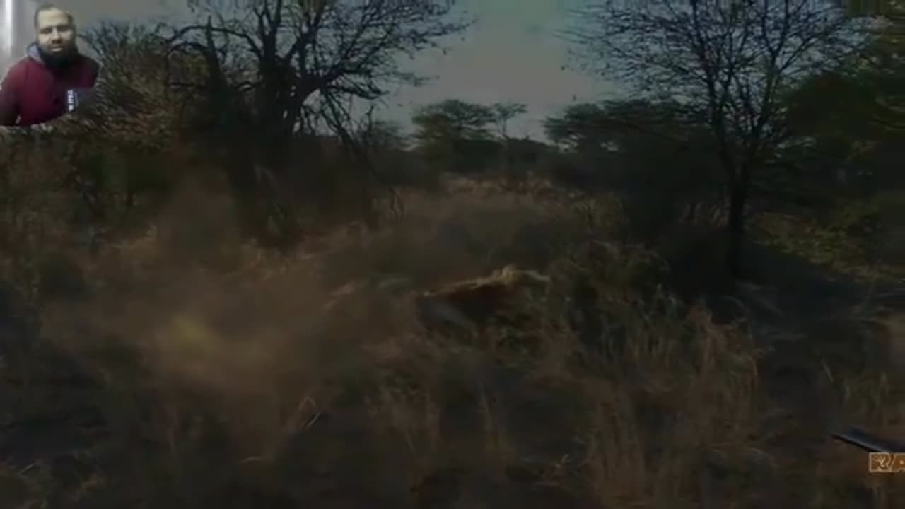 Lion arrow hunting